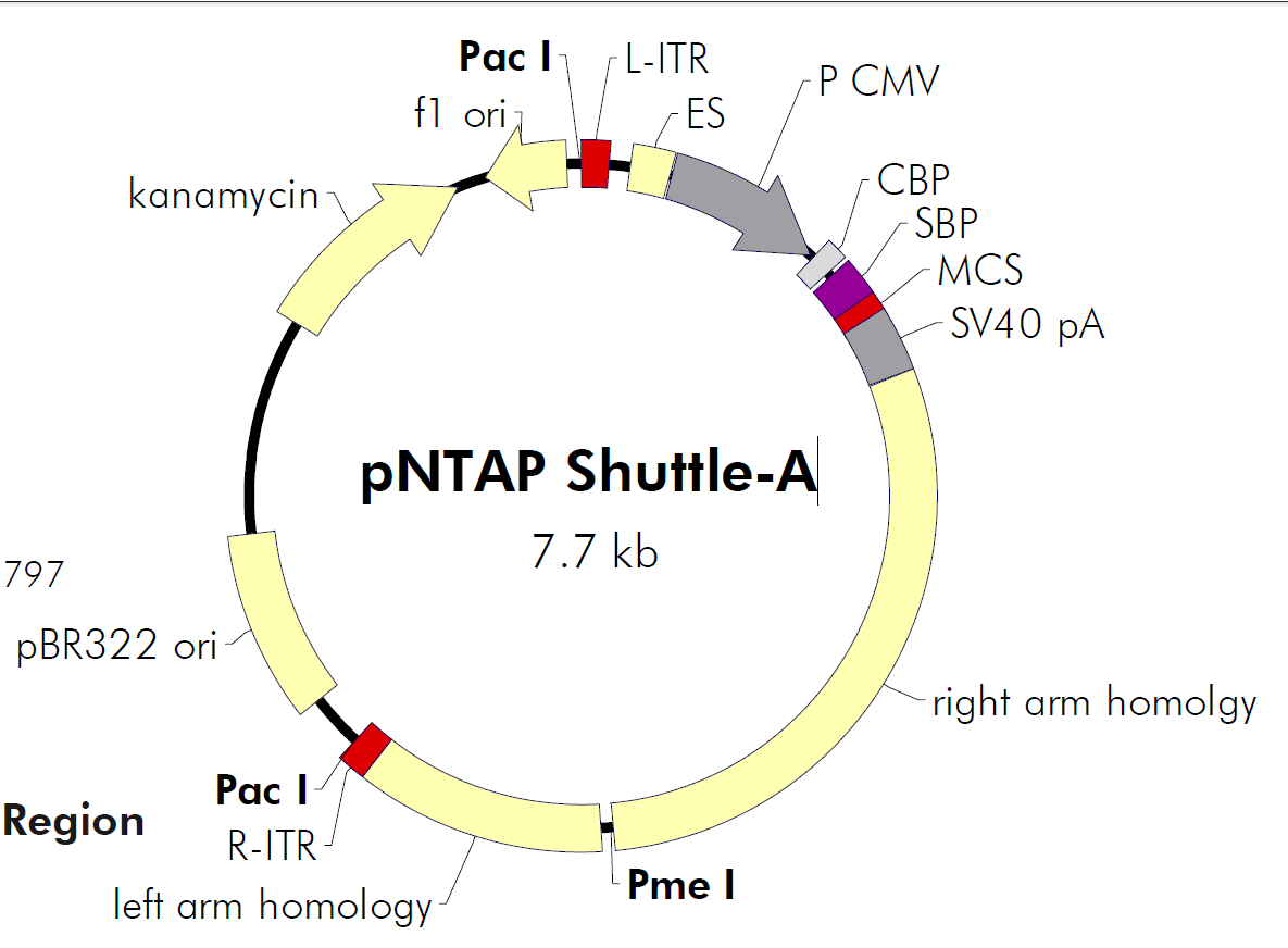 pNTAP-Shuttle-A载体图谱